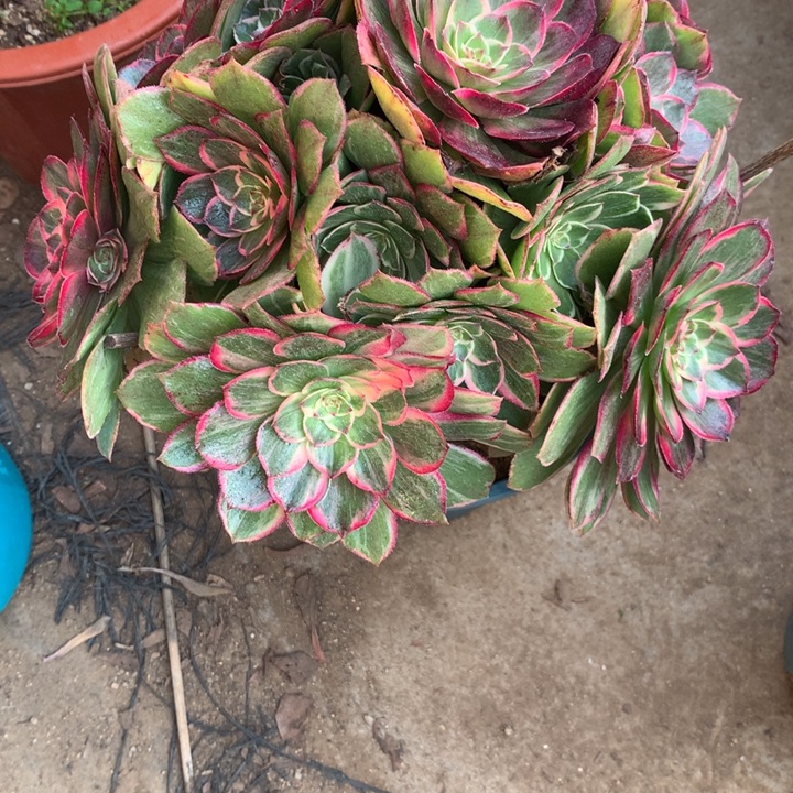 小***猫962莲花座多肉植物特价