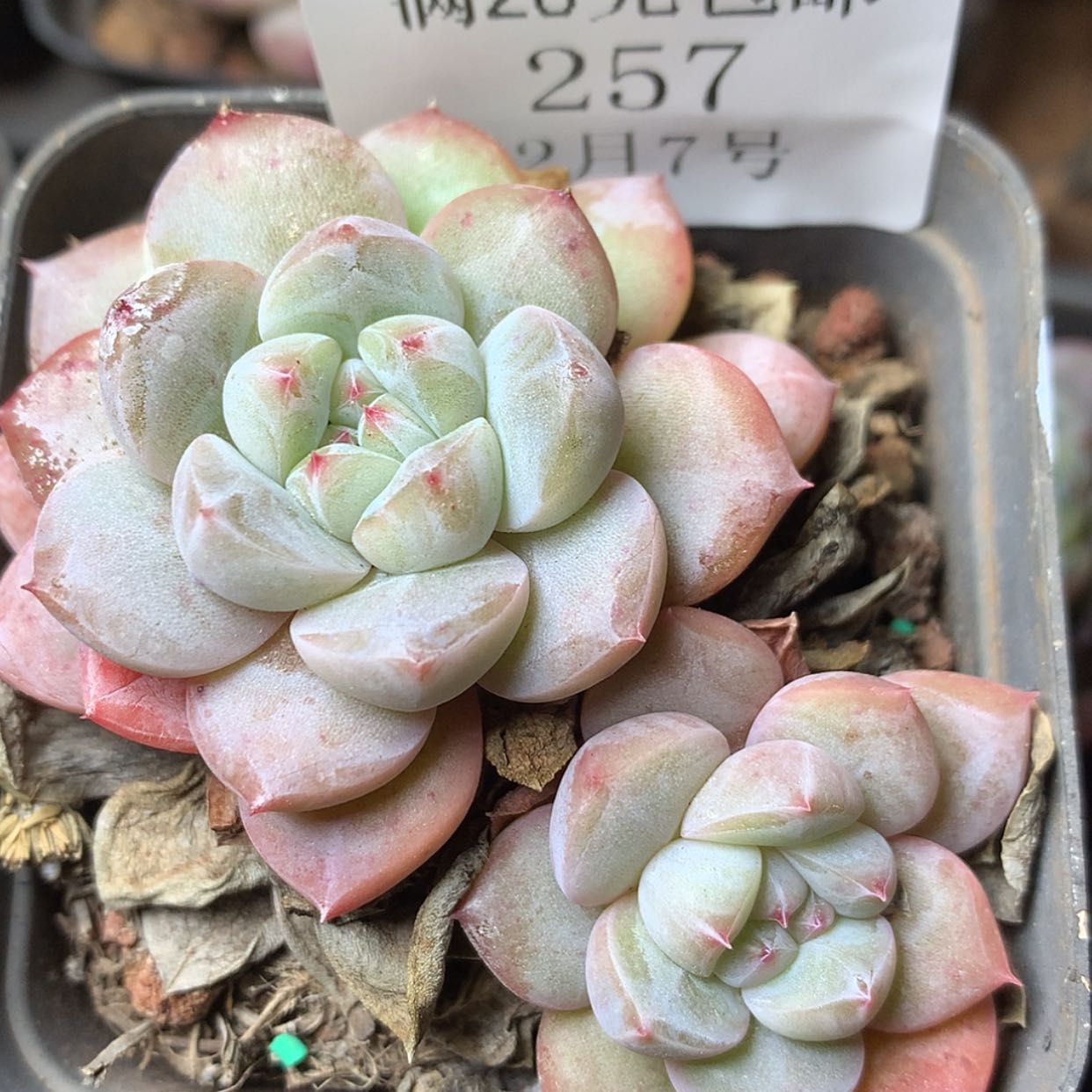 【闪购商品】云257号