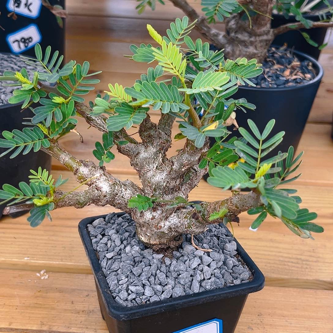 沙漠苏木矮墩款一棵漏