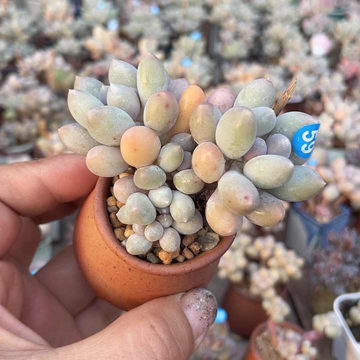 溜溜球 脱土发货 4口盆