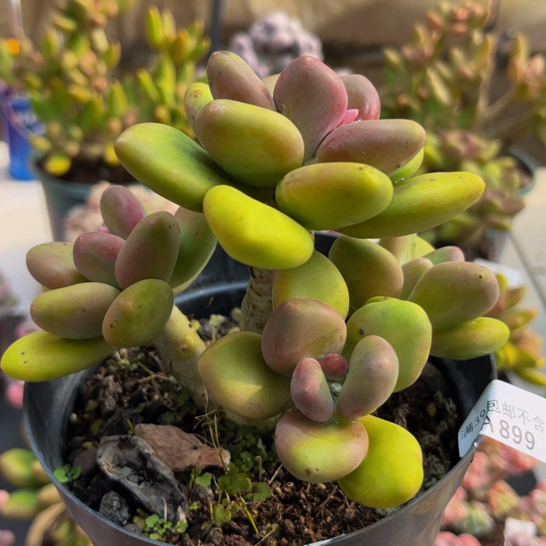 899芒果奶12cm多肉植物