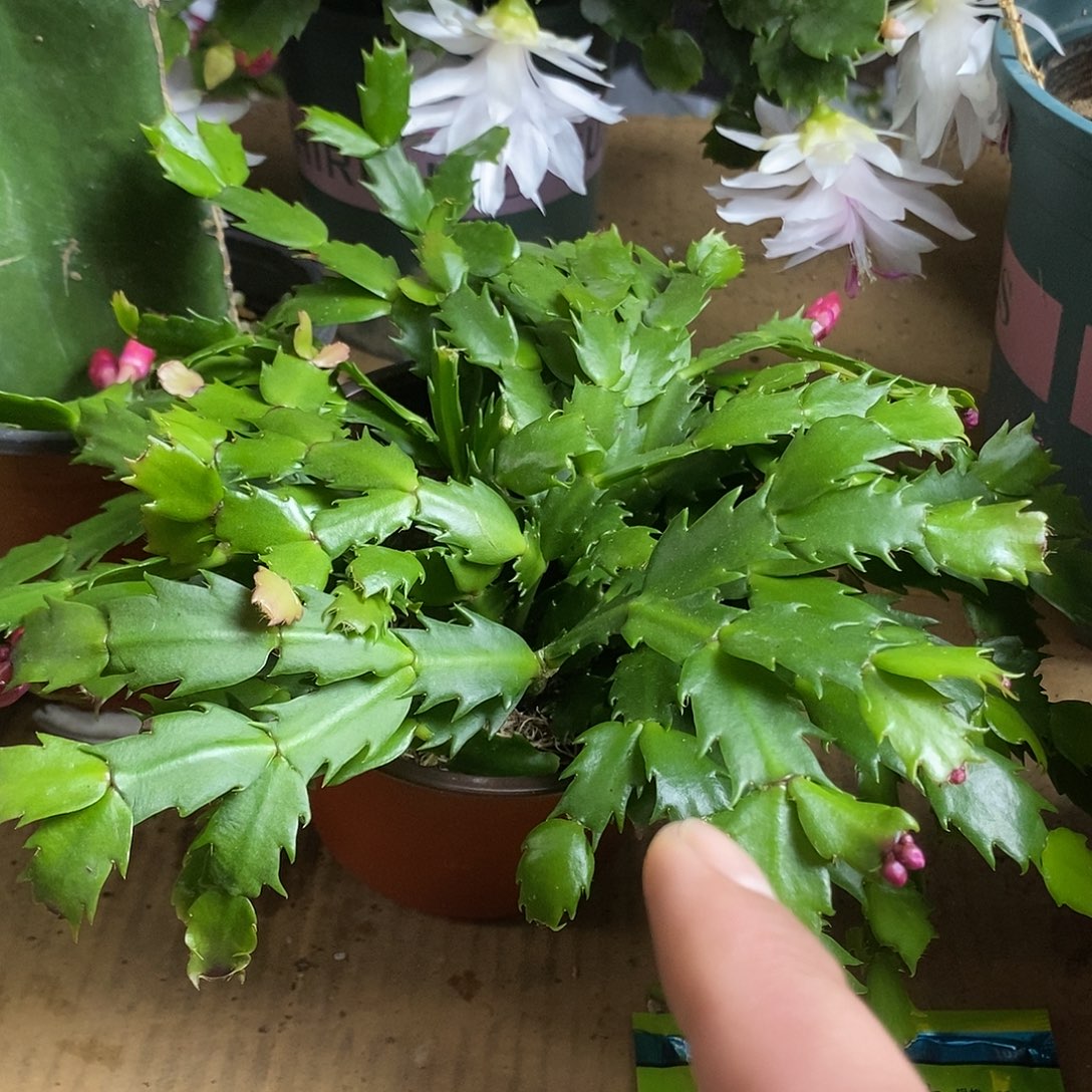 全部花朵红色嫁接用福利