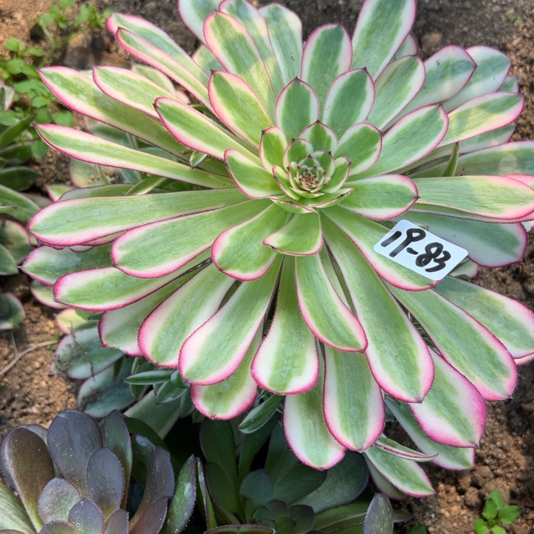 83白月光多肉植物一