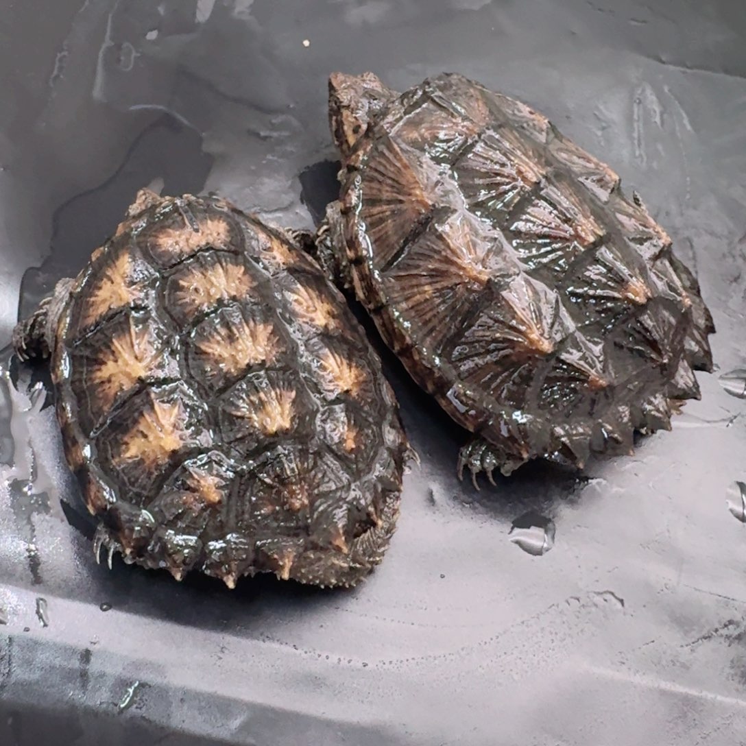 宠物龟不分公母111