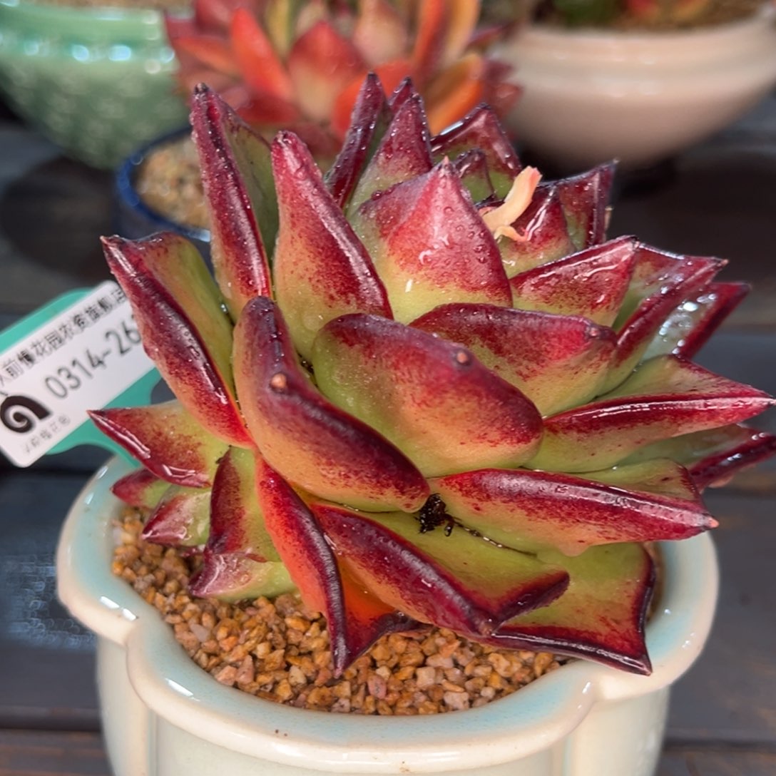 从前慢多肉精选编号0314.263