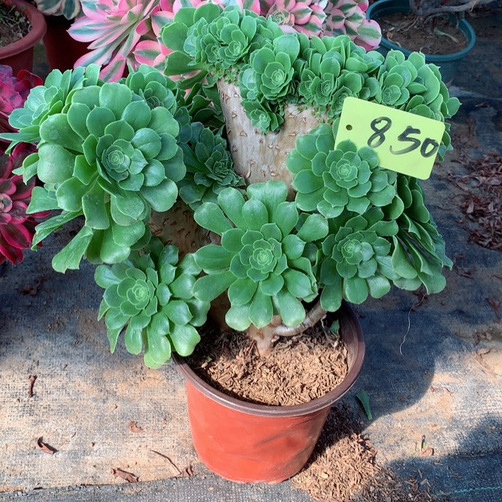 850绿羊绒朵朵缀多肉一物一拍～