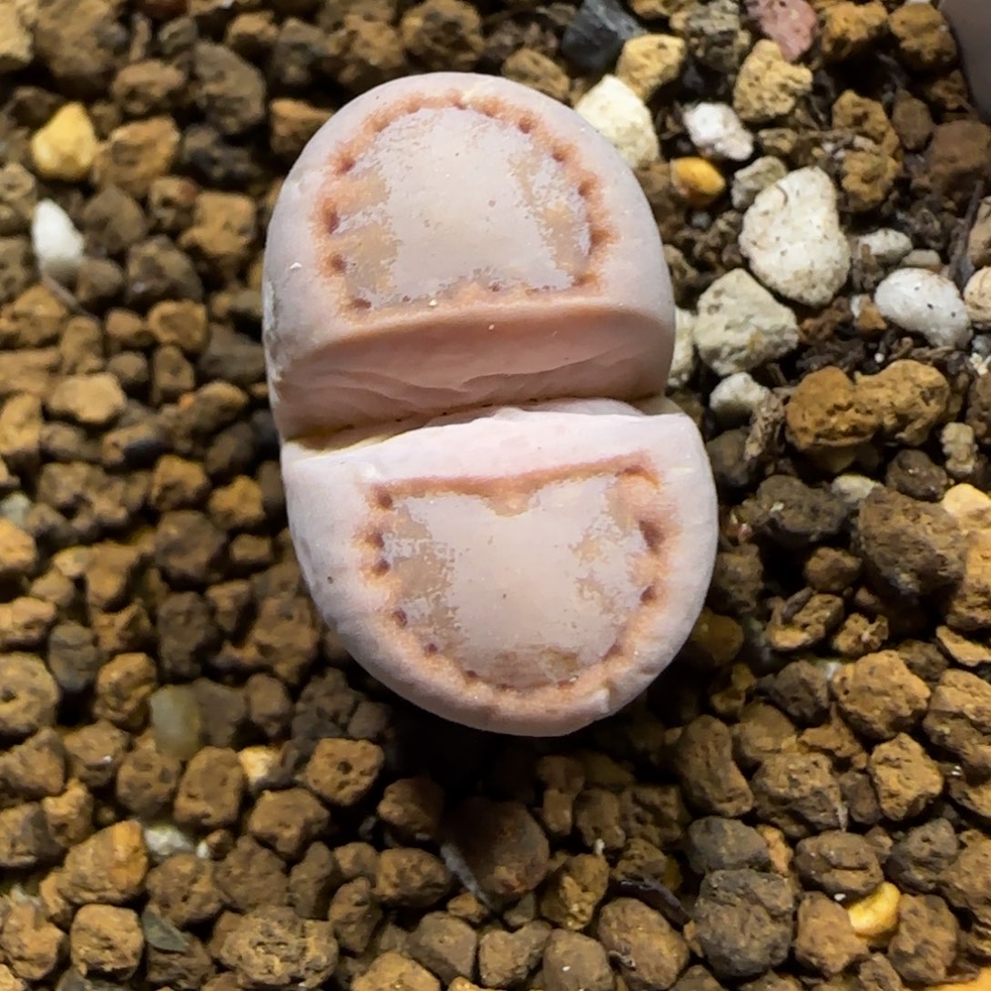 11.29。脱土发。216饼干。 2045