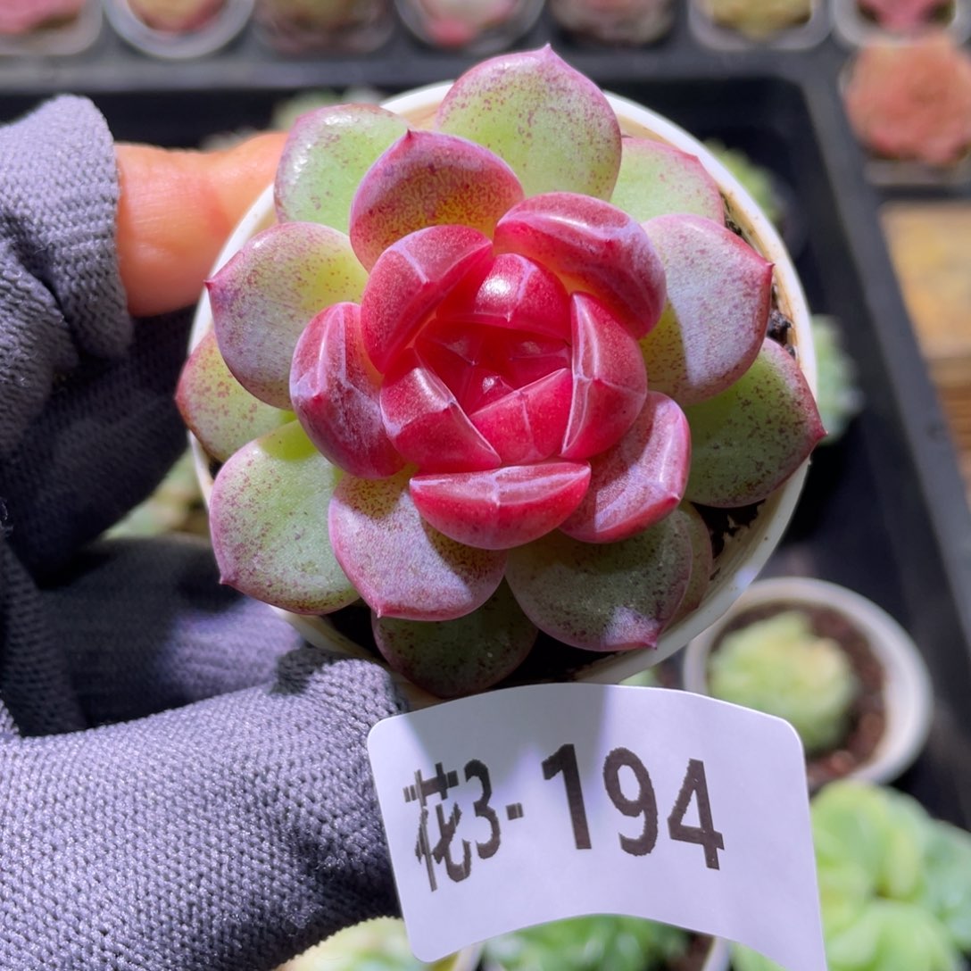 花利美3-194绯瞳  