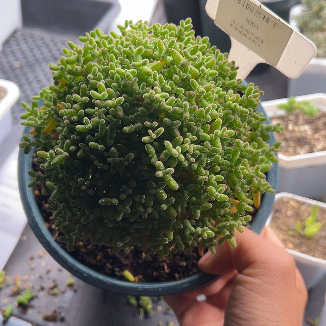 梦***礼1001号金桔糖球12,30多肉