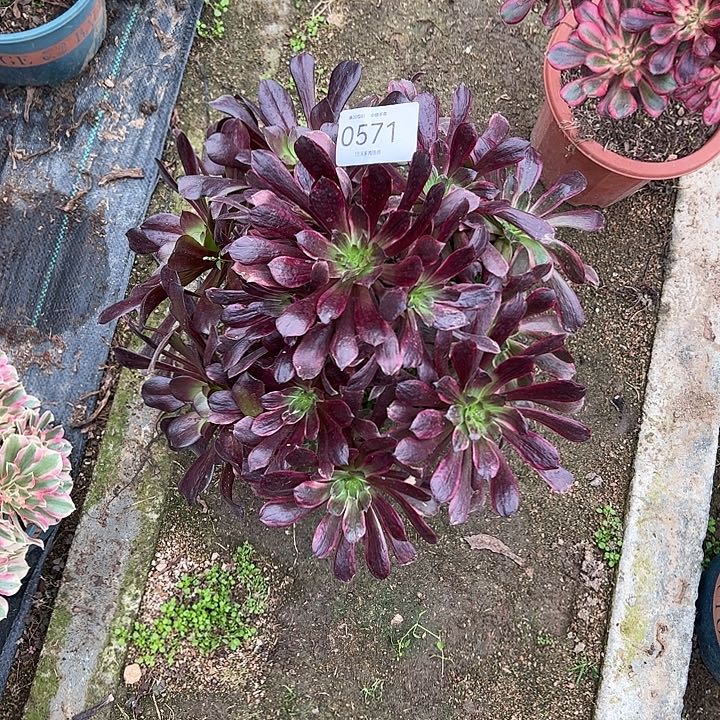 0571欧紫锦多肉植物