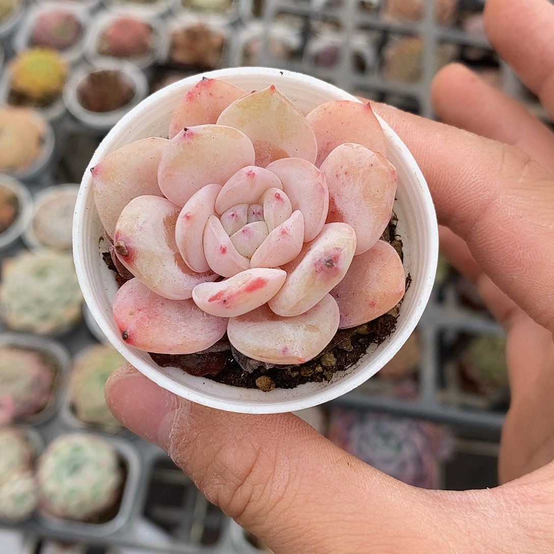 粉色的小可爱292