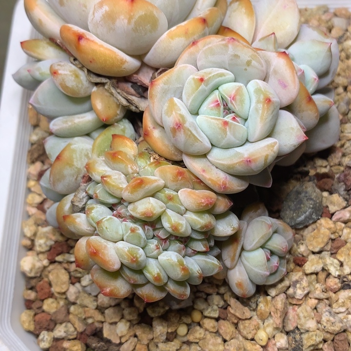 爱***こe516星影缀化脱土