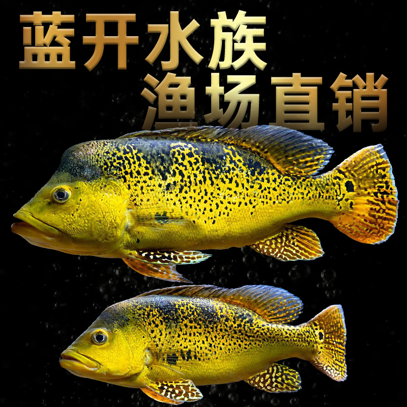 亚帝王皇冠三间鱼苗热带观赏鱼龙鱼配鱼活体