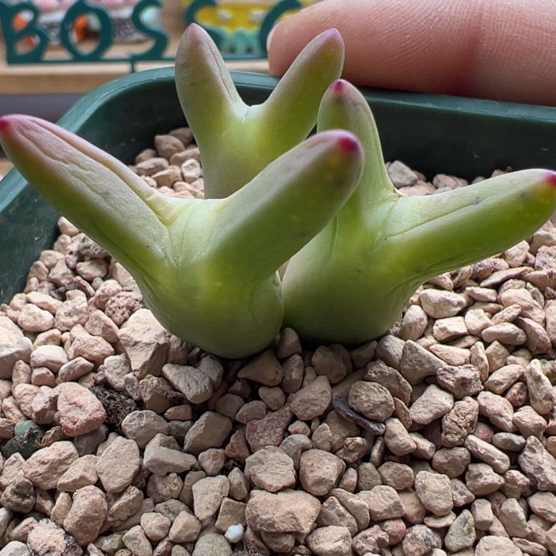 小*?539。0136皮卡丘。细长耳。带盆土