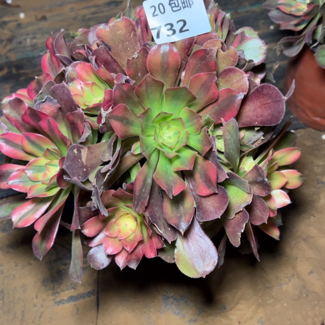 732红秀，满20包邮嘟叮熊