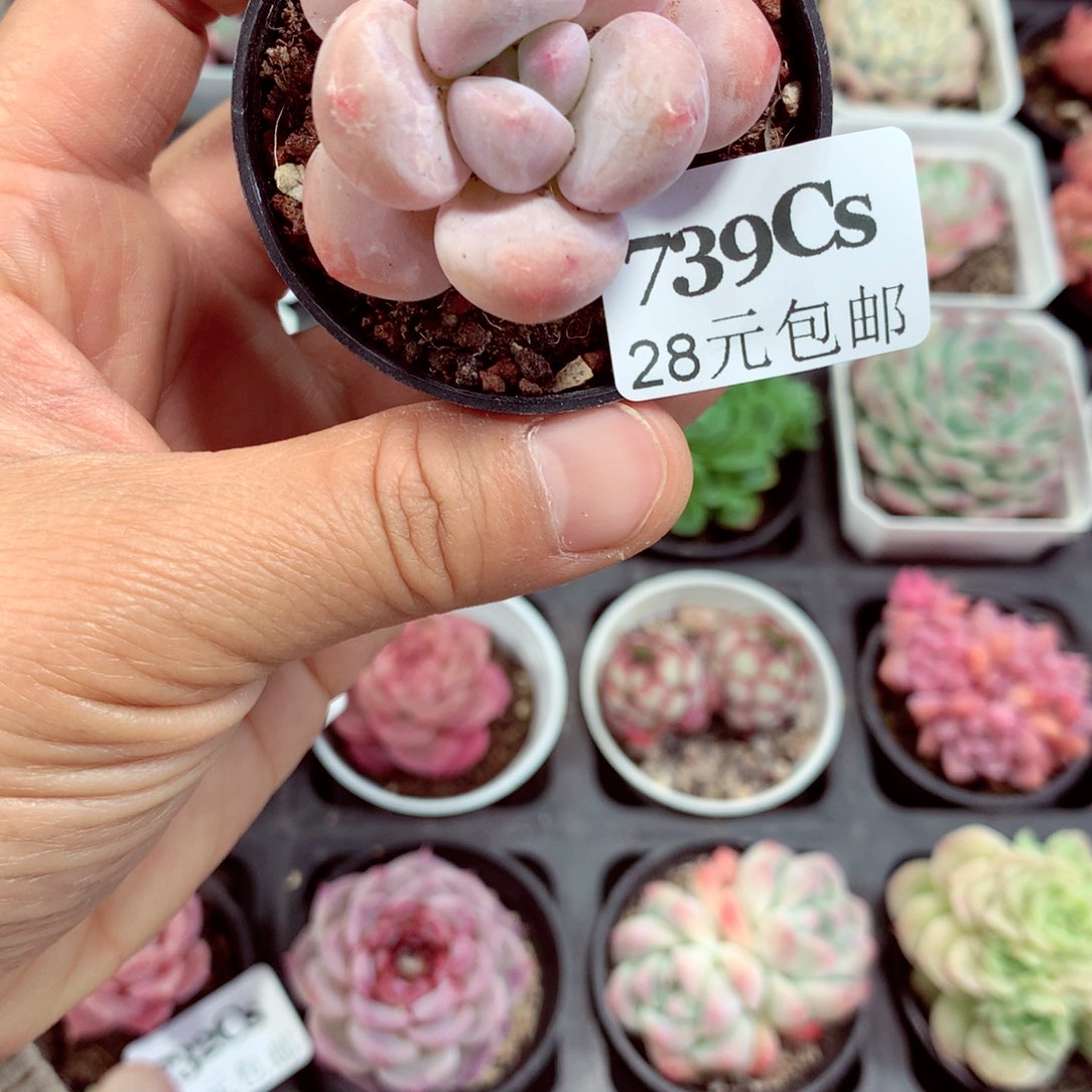 5厘米精控多肉739