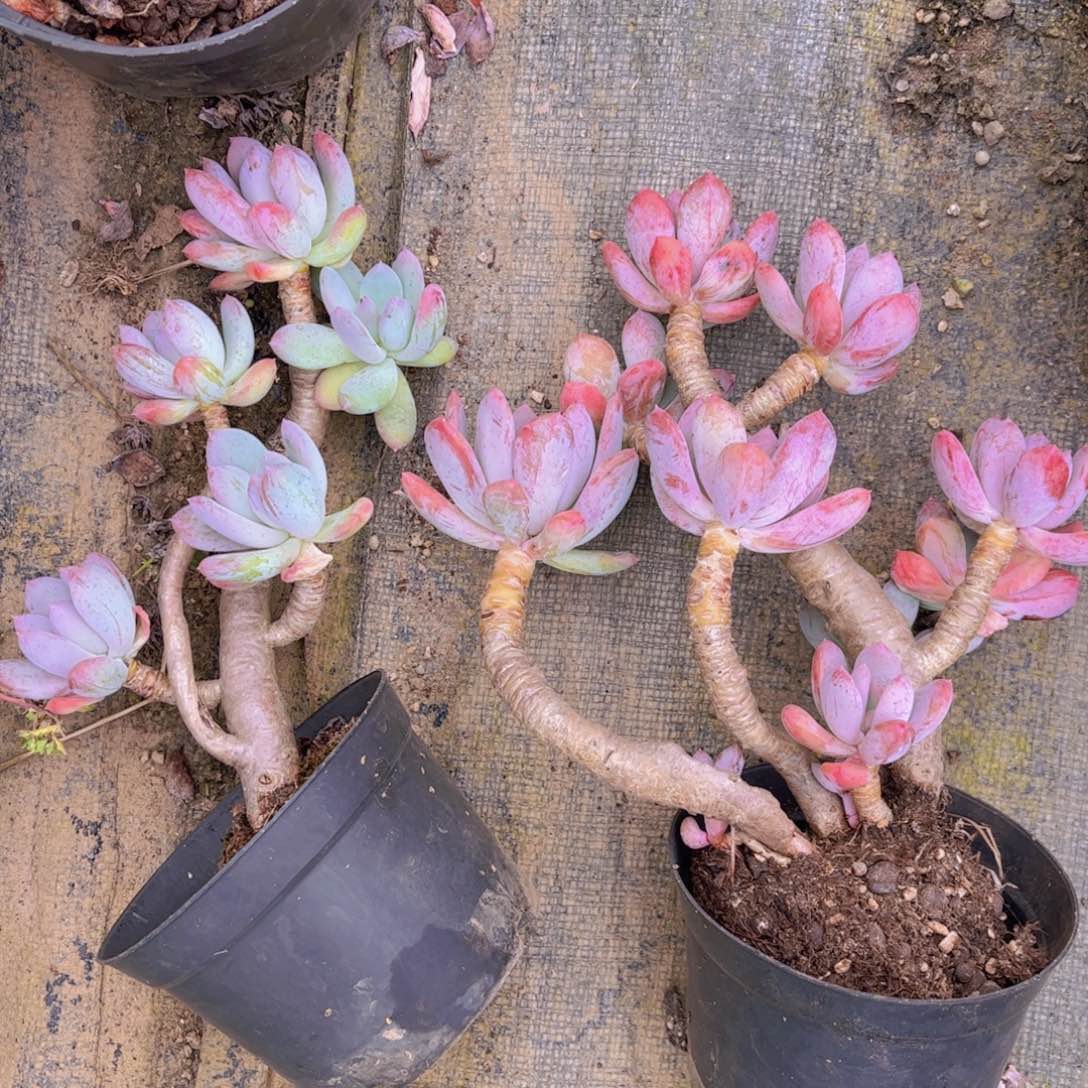 半**?特价福利两颗老桩