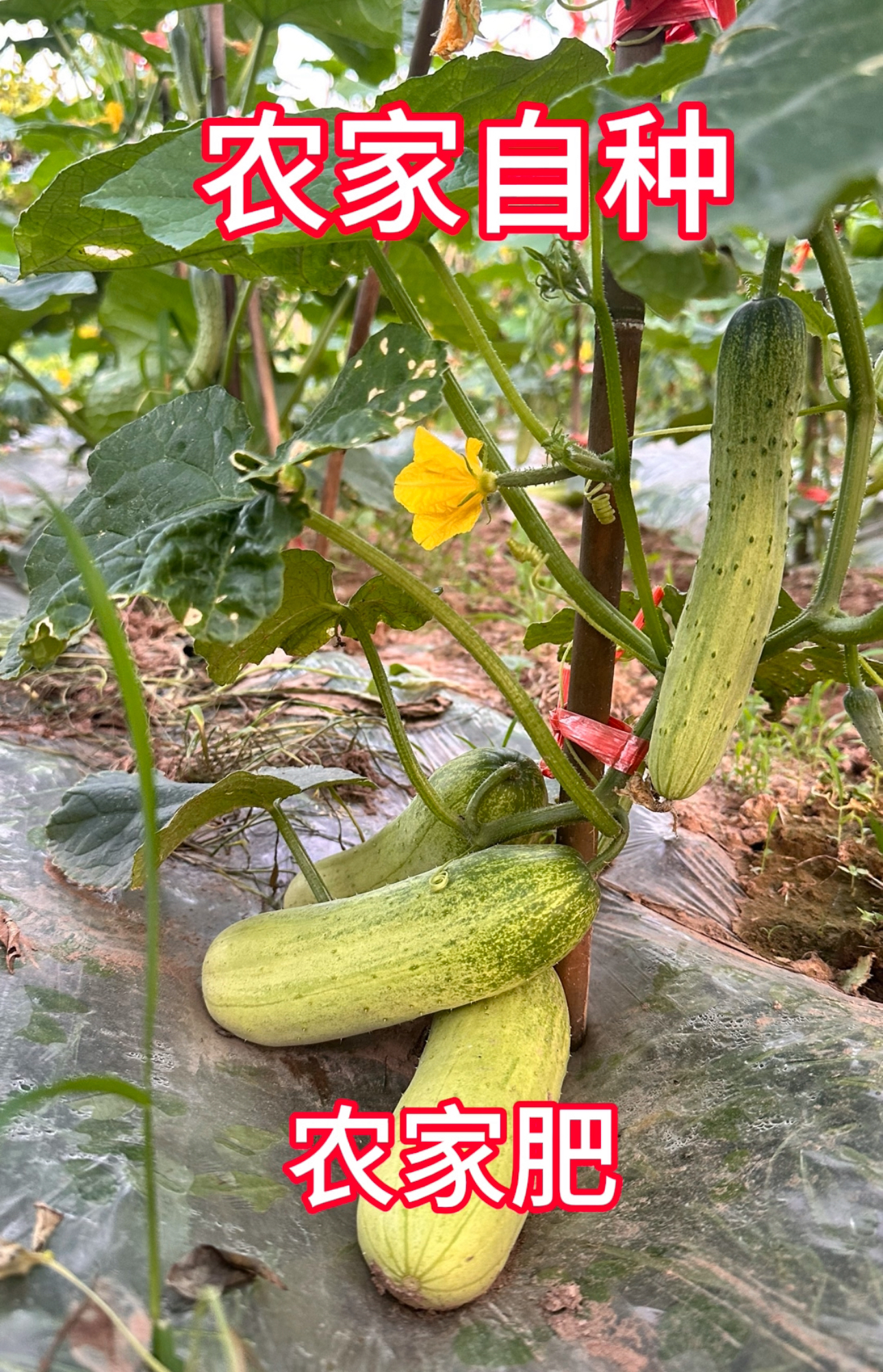 【农村洋溢精选】黄瓜老品种、世界长寿之乡湖南麻阳含硒地区