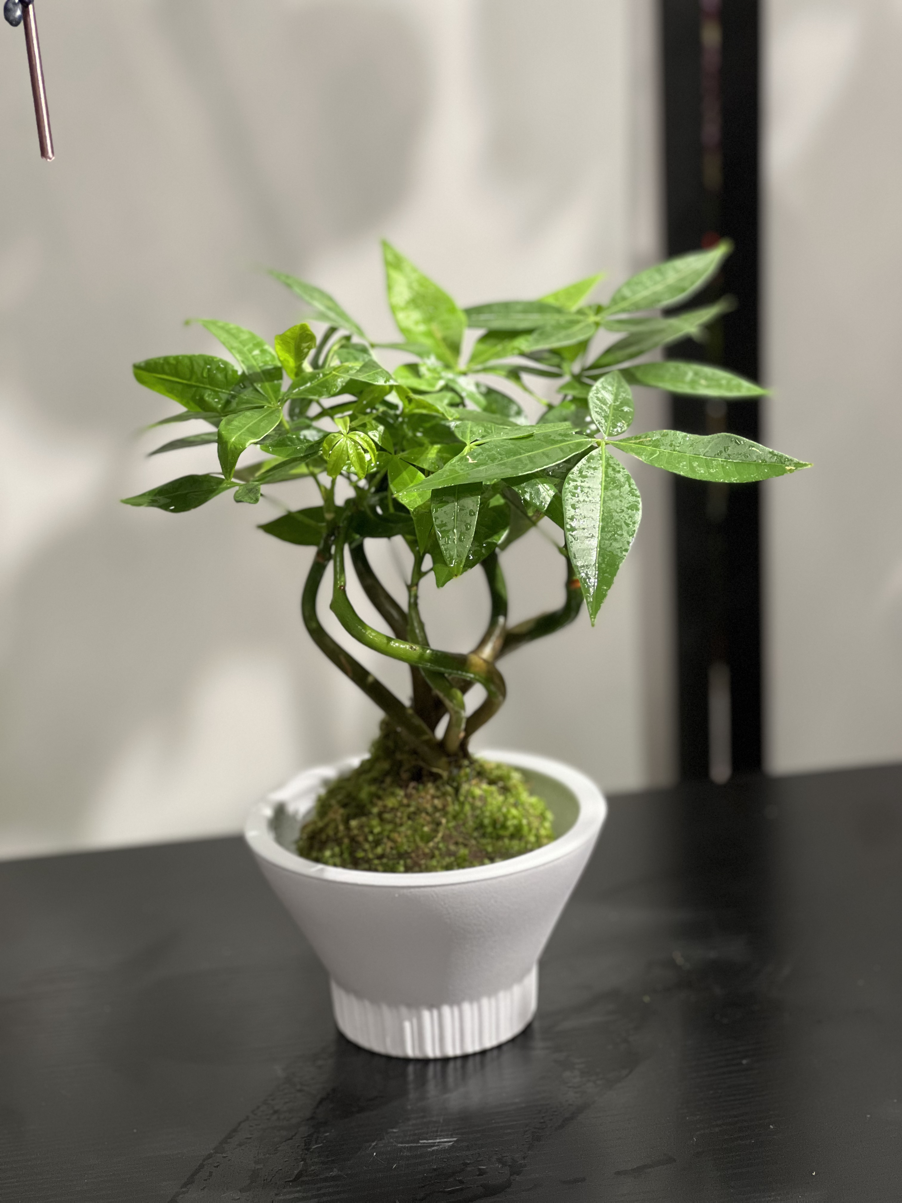 发财树苔球盆栽室内办公室桌面绿植好养招财四季常青禅意风盆景