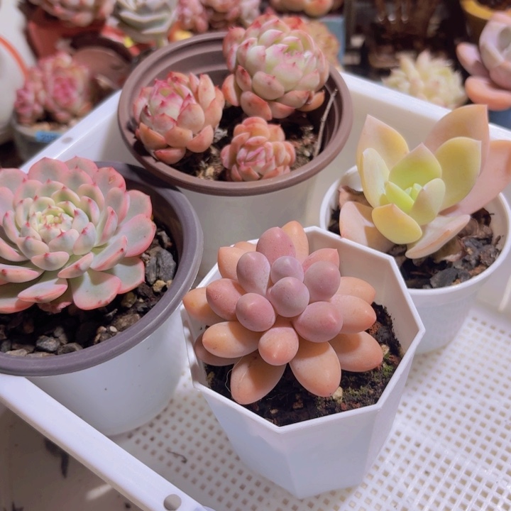 框拍一物一拍编号417