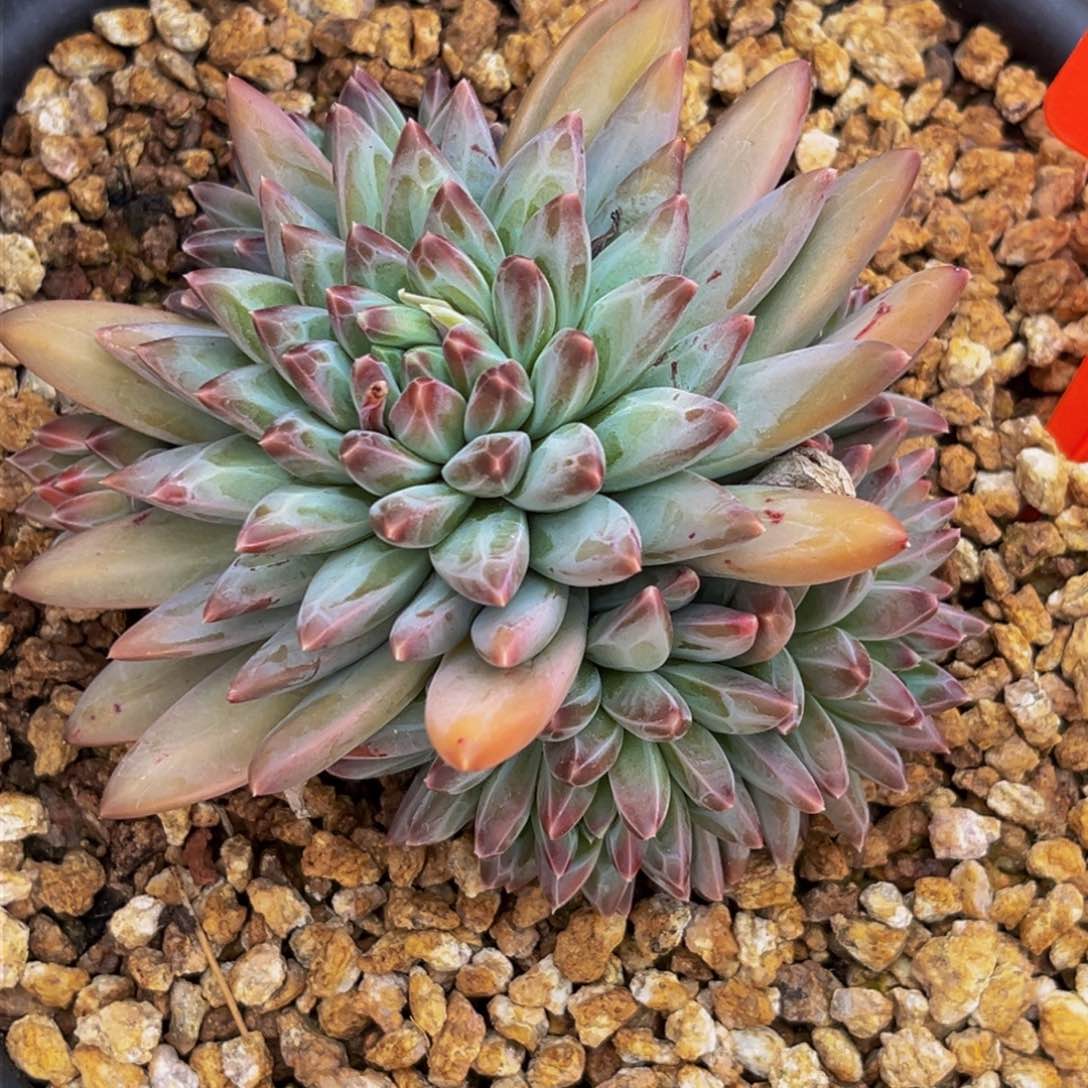 2654上午多肉植物群生