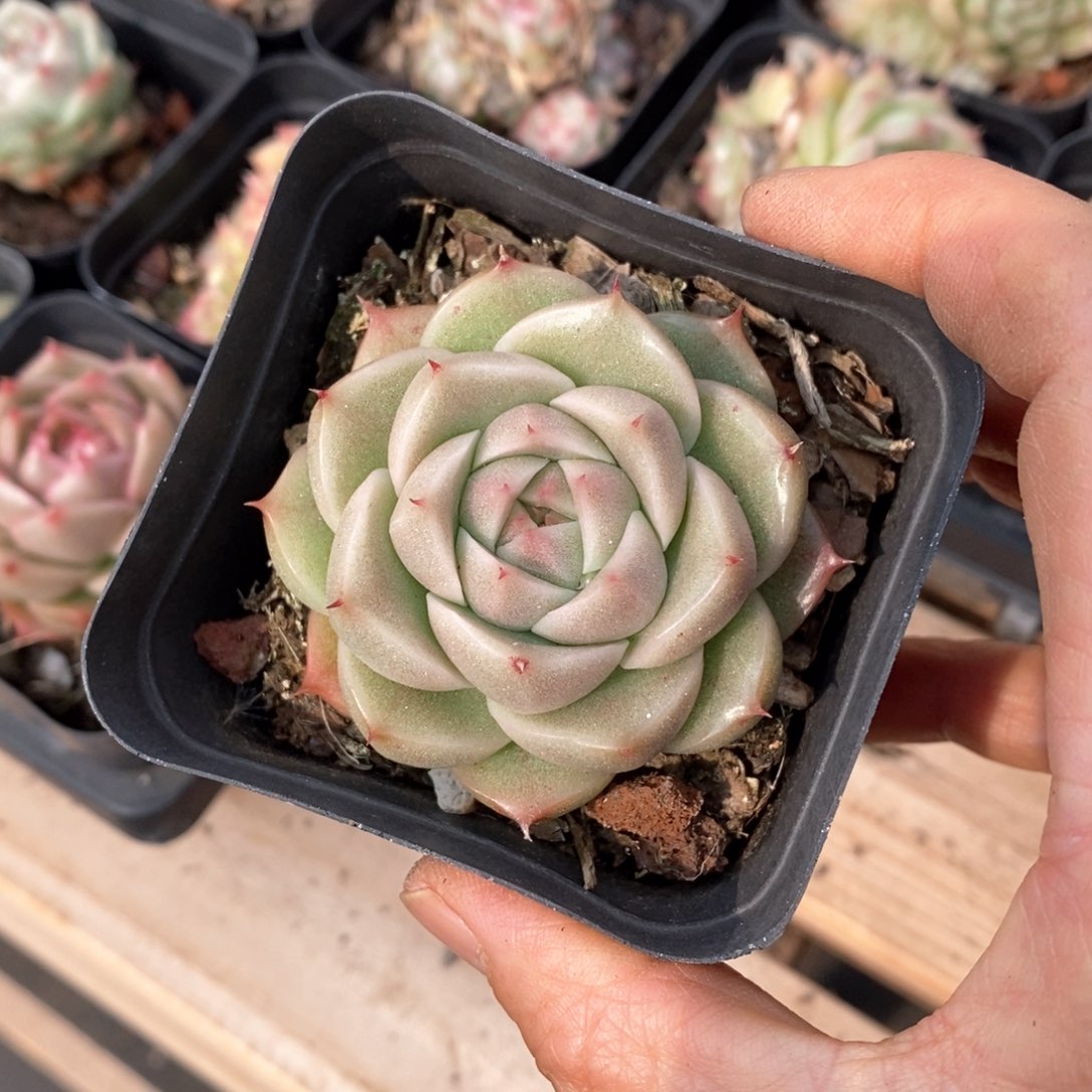 精品多肉一物一拍不包整24