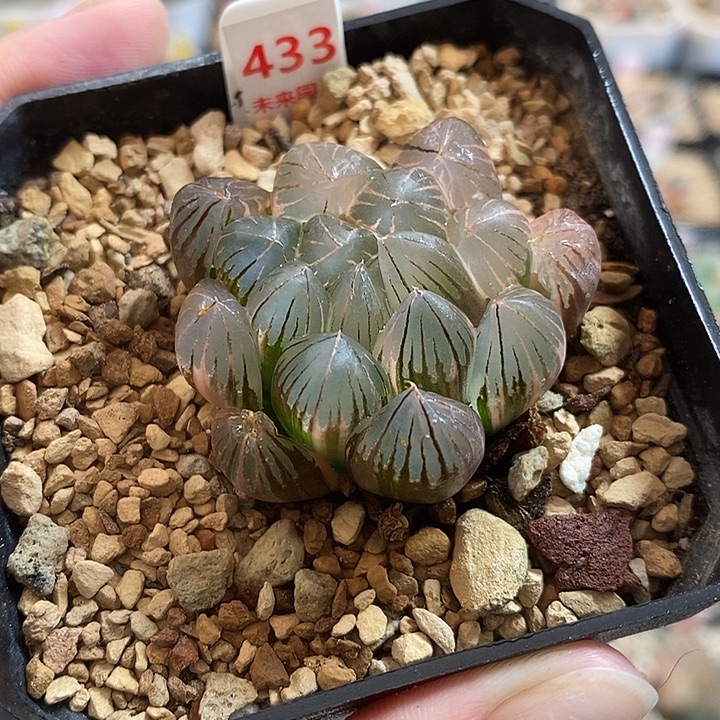 433霓虹灯玉露锦一物
