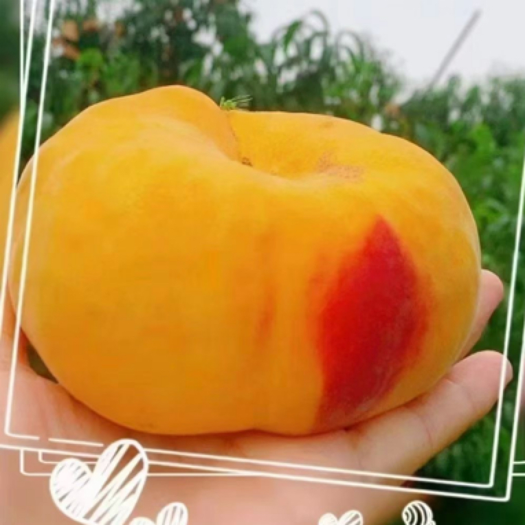 平谷黄金蟠桃北京市