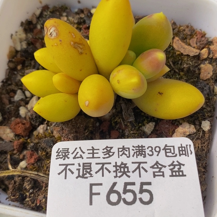 芒果奶叶伤655多肉植物
