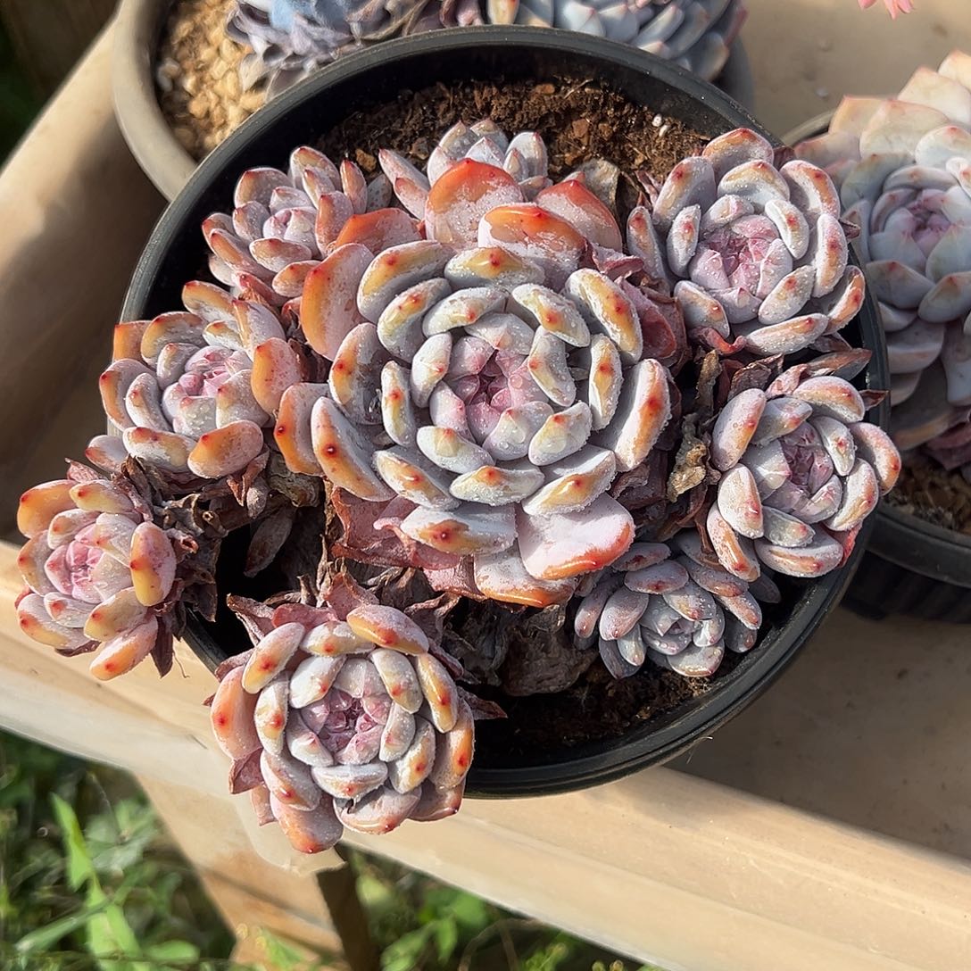 石榴籽手捧多肉植物