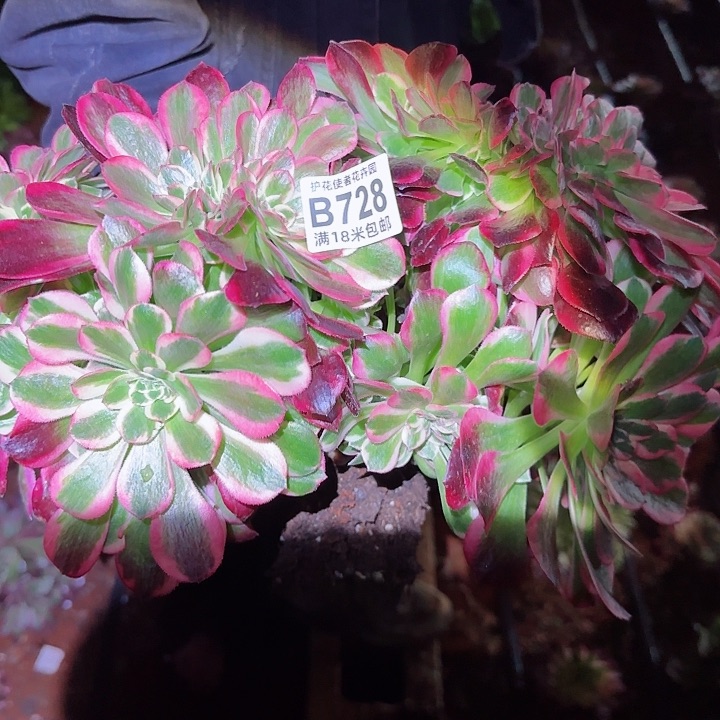 多肉 女郎一体化多破法师植物