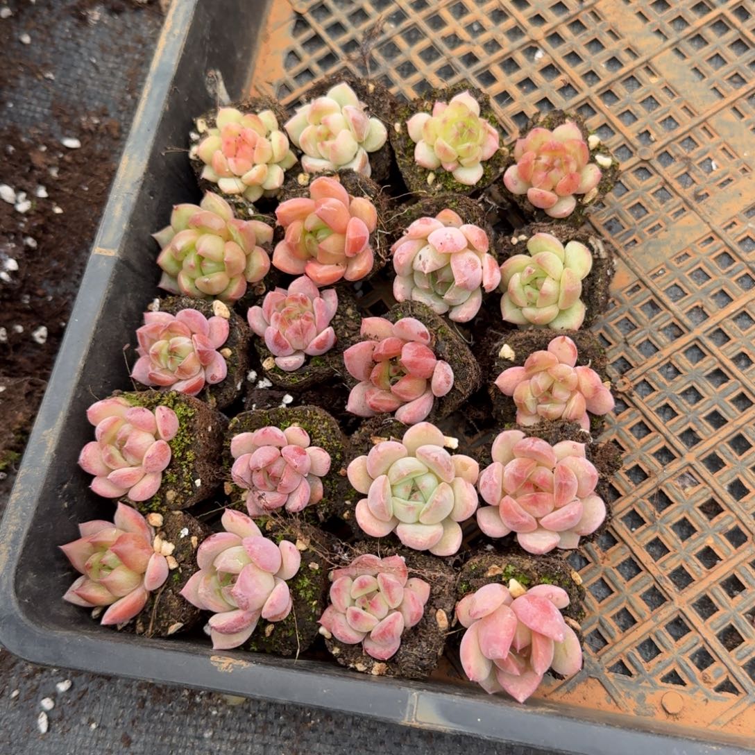 10-40有颜色的厚叶月影杂交东云杂交梦露二十颗量拍发货左五左六