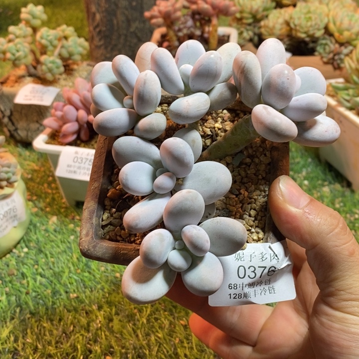 0376啊啊啊啊啊啊啊啊