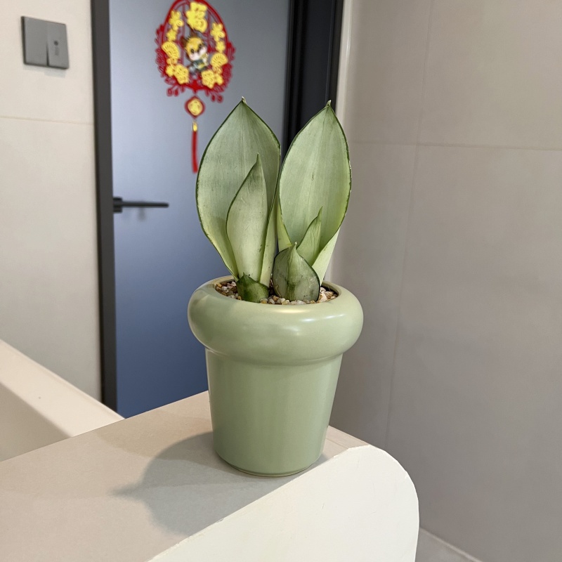 白玉虎皮兰室内客厅虎尾兰净化空气吸甲醛花卉盆栽花卉绿植好养