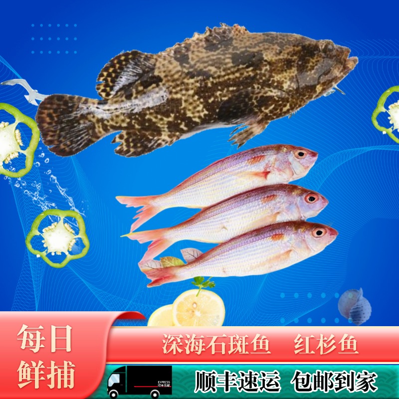 龙胆石斑鱼4条+红杉鱼1斤  湛江本港深海鱼水产海货海鲜共约4.5斤