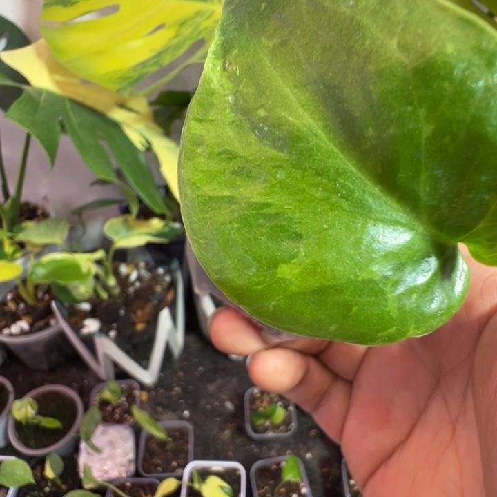 许***见完全开放龟背竹种子苗