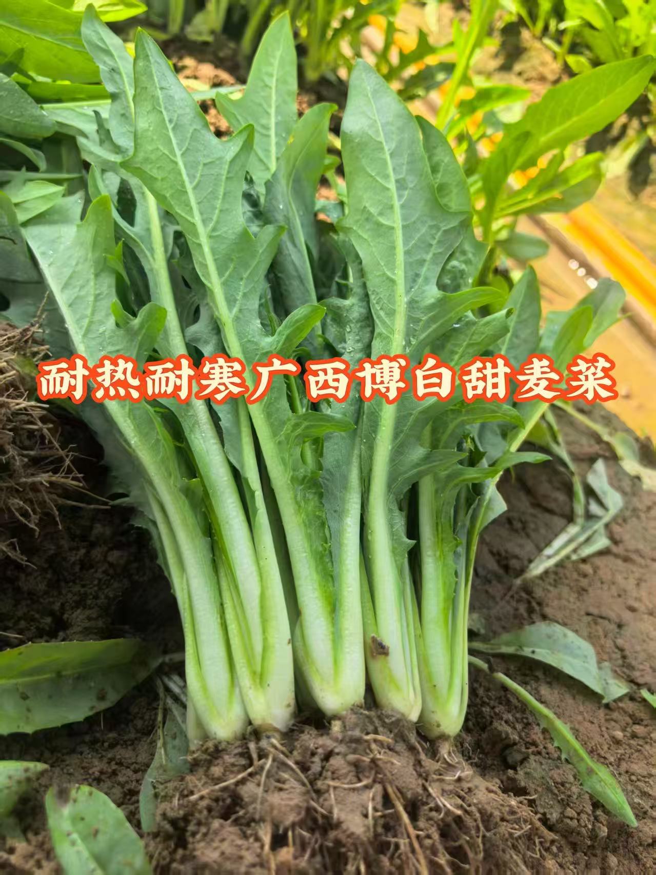 正宗博白甜麦菜菜苗种苗带根带泥发货耐寒耐热庭院阳台