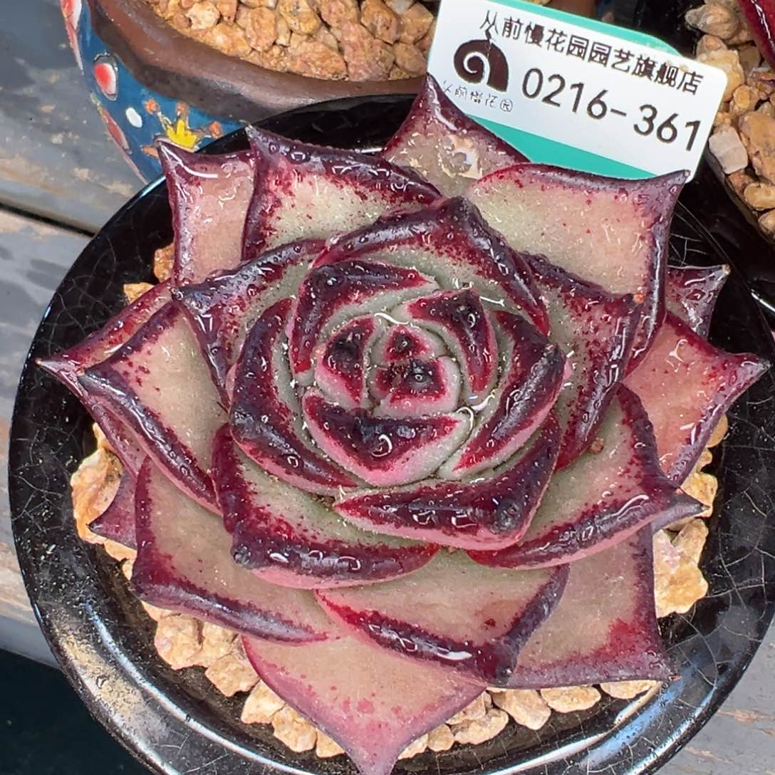 从前慢多肉精选编号0216.361