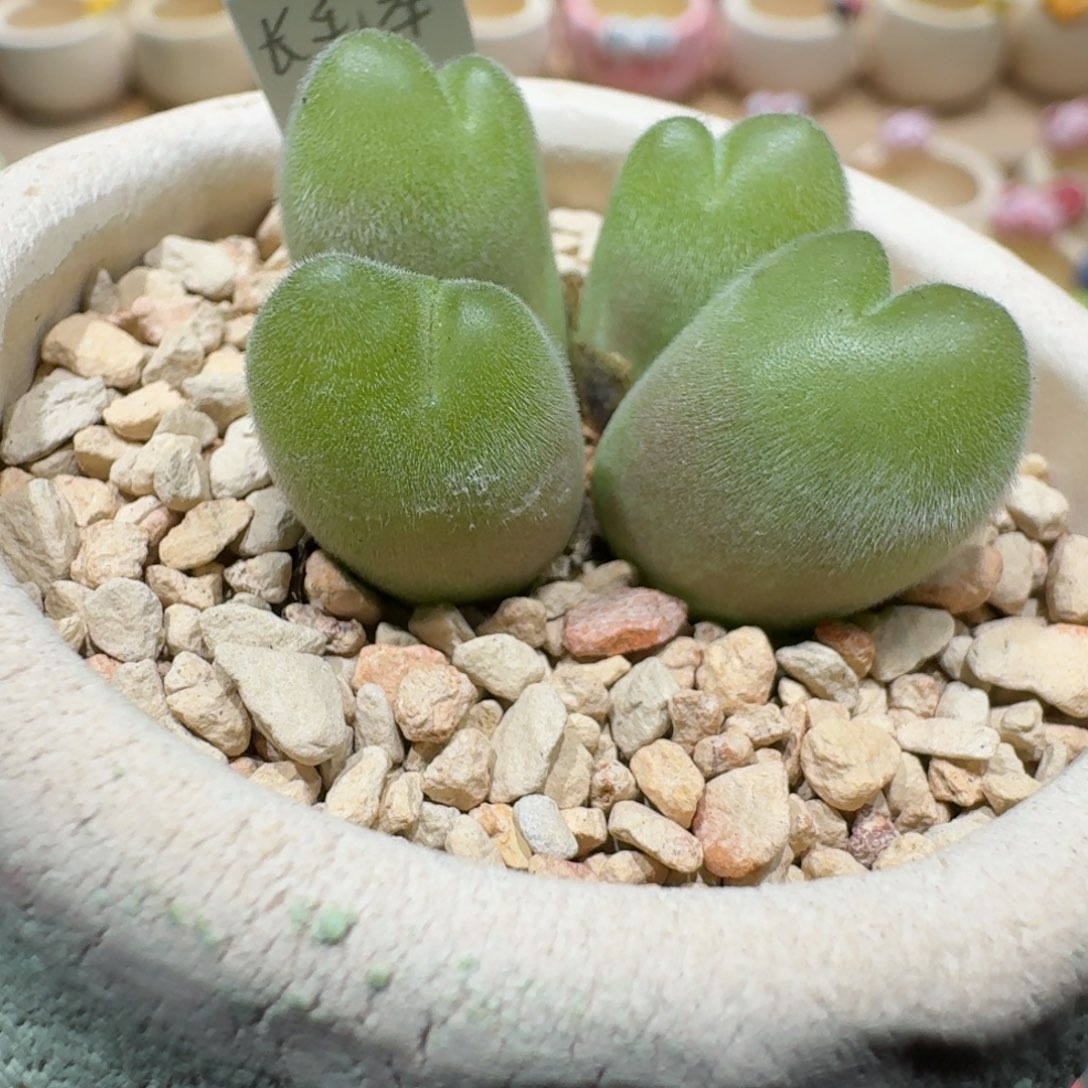 蘑菇1191长毛毛翠滴多肉植物
