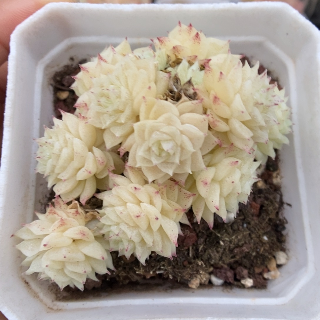 朵朵麦秆群生1042号。  