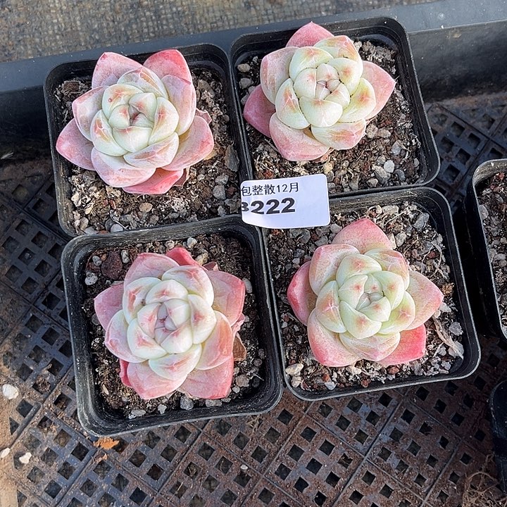 阿雅园艺。     3222六颗