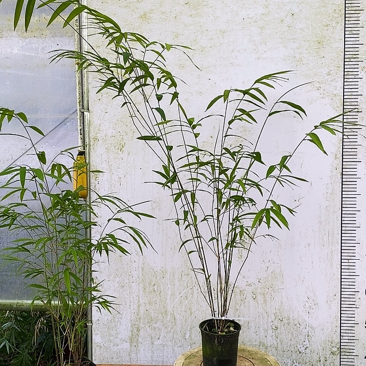 林***雷完全开放一物一拍内门竹