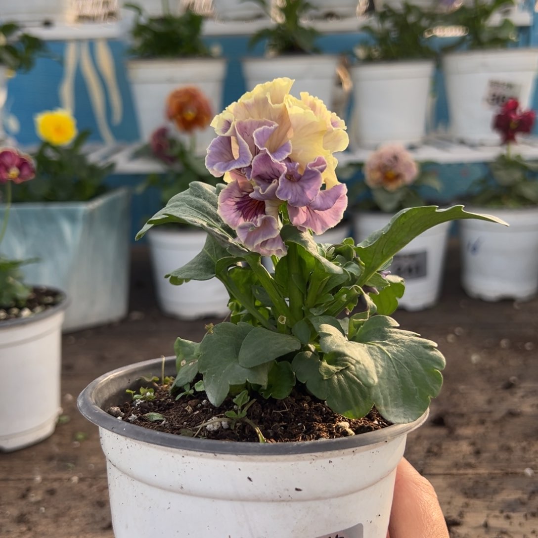 【闪购商品】完全开放099号