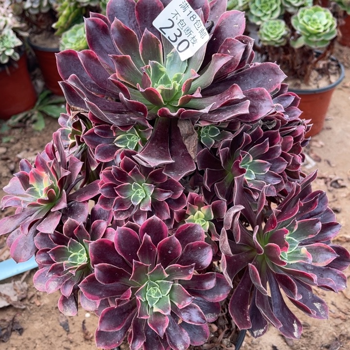 230金丝雀大手捧桩不太直1北