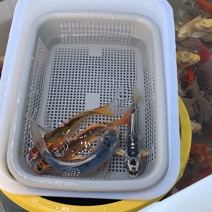 锦鲤0000000000000000000000