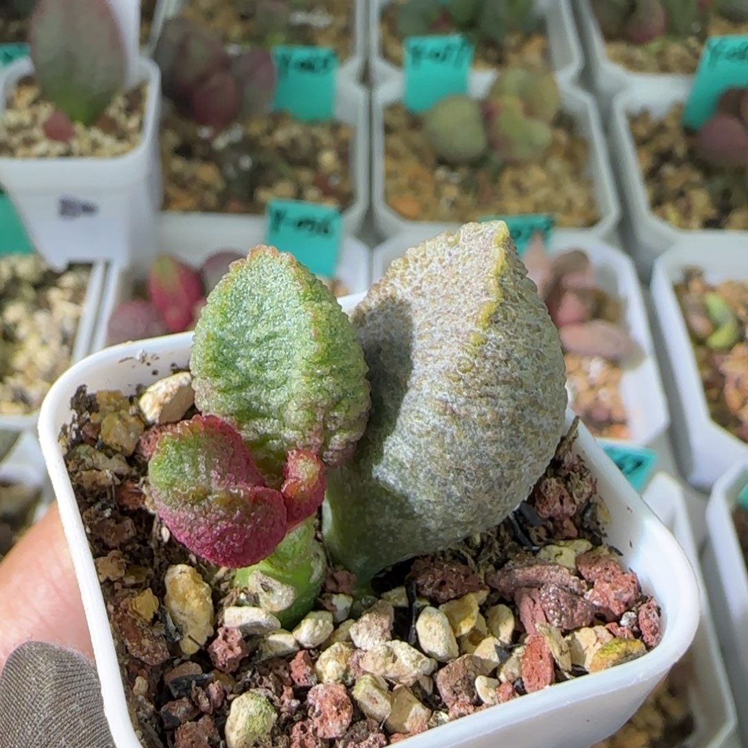 肝杂叶插，四方盆发