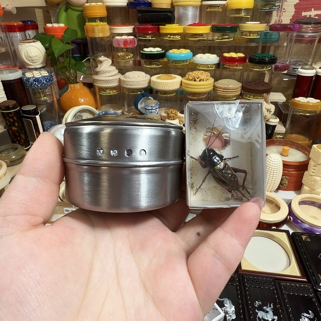 拉子➕双斑蟋蟀一个