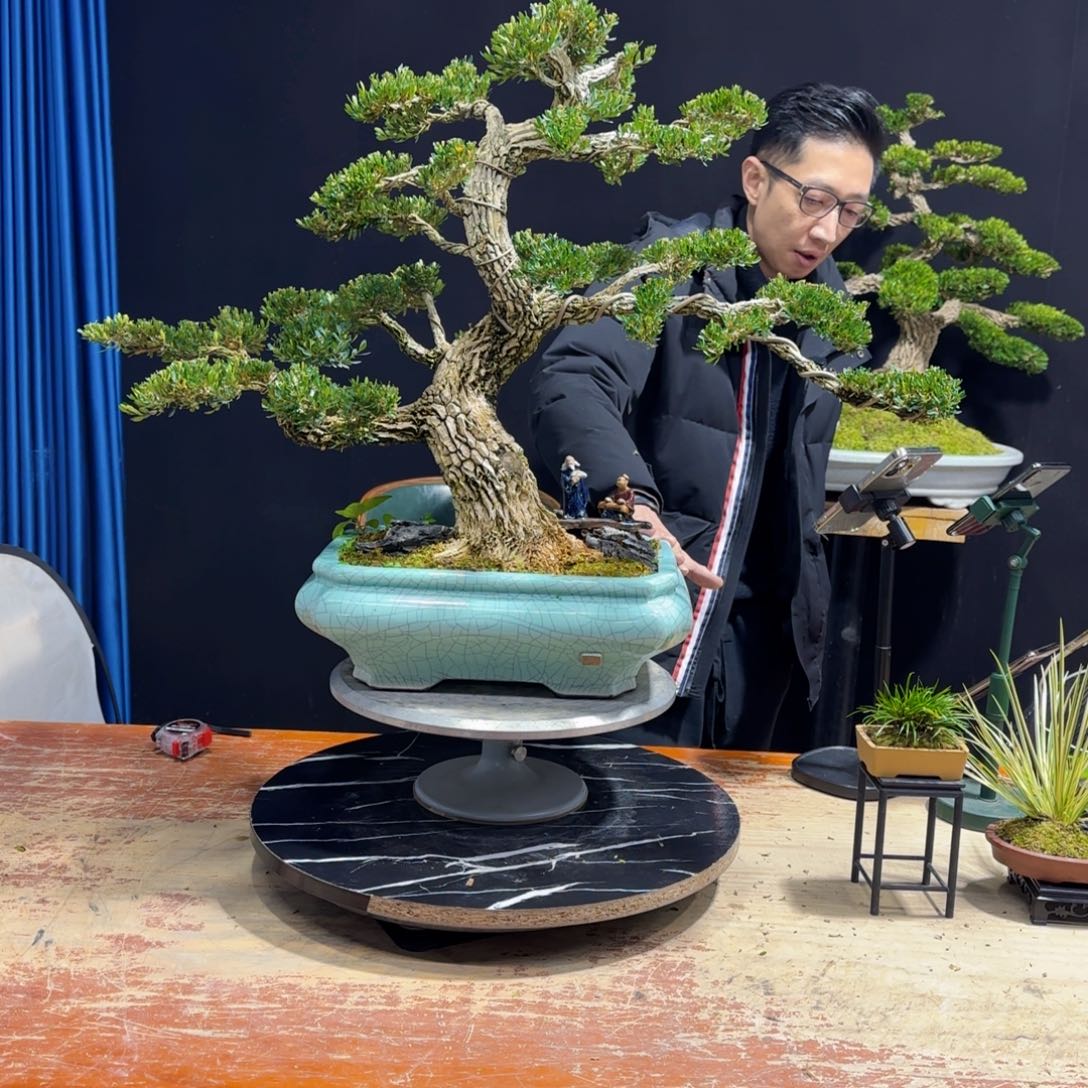 黄杨室内室外盆景艺术