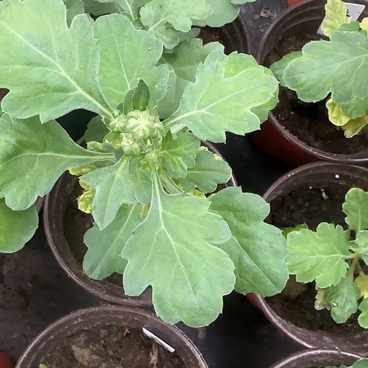 完全开放兼六红一物一拍