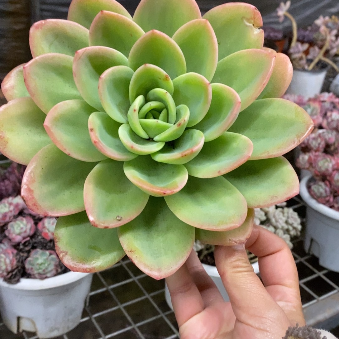 柠檬茶大单头多肉